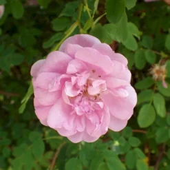 'Poppius' Rosa Pimpinellifolia 'Poppius' (Klitrose) A-Kvalitet,- Barrods Roser Min. 3 Grene