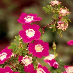 'Single Cherry' Rosa Pimpinellifolia 'Single Cherry' (Klitrose) A-Kvalitet,- Barrods Roser Min. 3 Grene