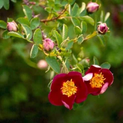 'Single Cherry' Rosa Pimpinellifolia 'Single Cherry' (Klitrose) A-Kvalitet,- Barrods Roser Min. 3 Grene -GrønGlæde Salgsbutik p21511 52898 rosa pimpinellifolia single cherry klitrose 5e22