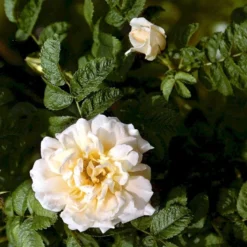 Rynket Rose 'Agnes' Rosa Rugosa 'Agnes' A-Kvalitet,- Barrods Roser Min. 3 Grene -GrønGlæde Salgsbutik p21540 52287 rosa rugosa agnes c0ac