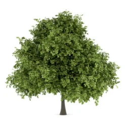 Småbladet Lind Tilia Cordata Potte 7,5 Liter 150-175 Cm. -GrønGlæde Salgsbutik p2165 8190 tilia cordata d356