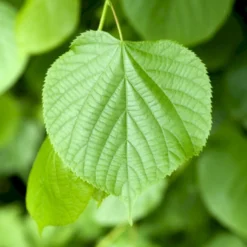 Småbladet Lind Tilia Cordata Potte 7,5 Liter 150-175 Cm. -GrønGlæde Salgsbutik p2165 8191 tilia cordata d505
