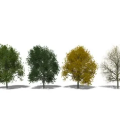 Småbladet Lind Tilia Cordata Potte 7,5 Liter 150-175 Cm. -GrønGlæde Salgsbutik p2165 8192 tilia cordata 8fa2