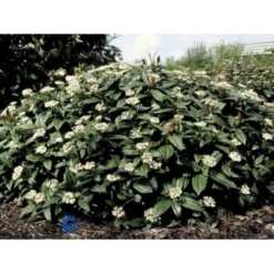 Dværgkvalkved Viburnum Davidii Potte 3,0 Liter,- 25-30 Cm.