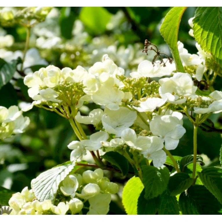 Japansk Etage-Snebolle 'Mariesii' Viburnum Plicatum 'Mariesii' Med Klump,- 100-120 Cm. 2 Japansk Etage-Snebolle 'Mariesii' Viburnum Plicatum 'Mariesii' Med Klump,- 100-120 Cm. - Billede 2