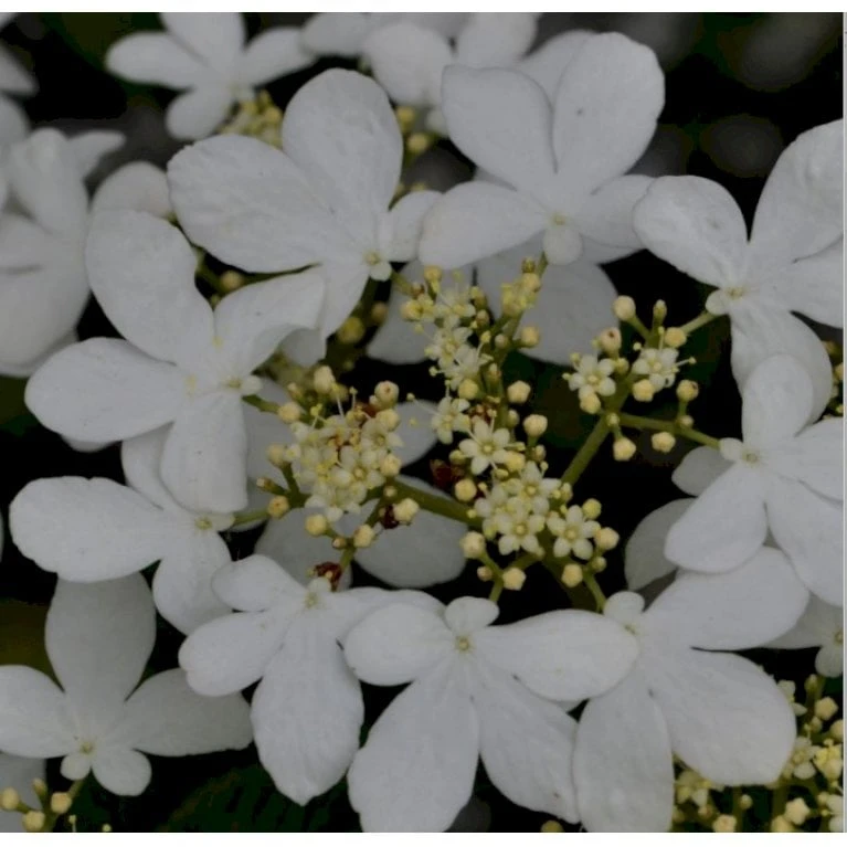 Japansk Etage-Snebolle 'Mariesii' Viburnum Plicatum 'Mariesii' Med Klump,- 100-120 Cm. 3 Japansk Etage-Snebolle 'Mariesii' Viburnum Plicatum 'Mariesii' Med Klump,- 100-120 Cm. - Billede 3