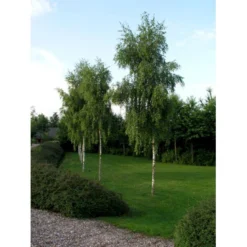 Hængebirk Betula Pendula 'Tristis' Heister 175-200 Cm. Med Potte