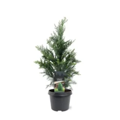 Blå Cypres Til Hæk Chamaecyparis Lawsoniana 'Columnaris' Potte 3,0 Liter,- 40-60 Cm.