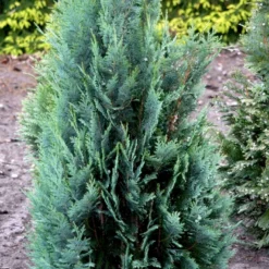 Blå Cypres Til Hæk Chamaecyparis Lawsoniana 'Columnaris' Potte 3,0 Liter,- 40-60 Cm. -GrønGlæde Salgsbutik p2298 52772 chamaecyparis lawsoniana columnaris 7ead