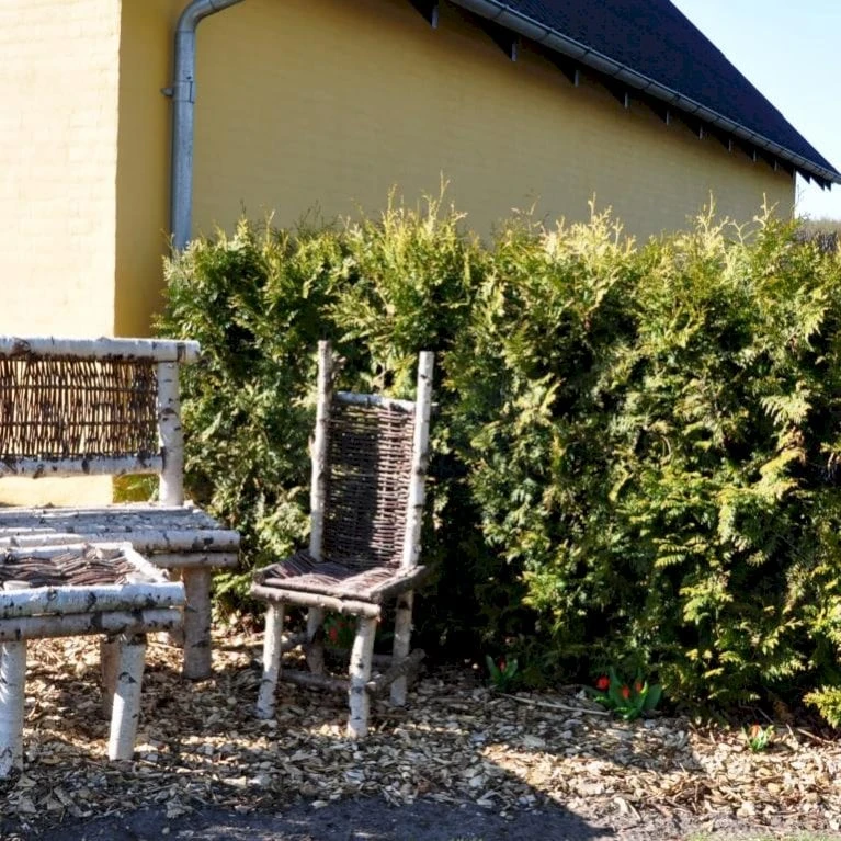 Hækthuja 'Brabant' Thuja Occidentalis 'Brabant' Potte 15 Liter,- 150-175 Cm. 4 Hækthuja 'Brabant' Thuja Occidentalis 'Brabant' Potte 15 Liter,- 150-175 Cm. - Billede 4