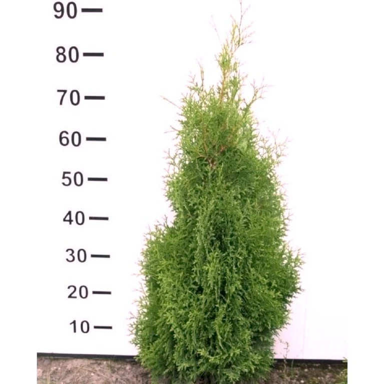 Hækthuja 'Holmstrup' Thuja Occidentalis 'Holmstrup' Med Klump,- 60-80 Cm. 1 Hækthuja 'Holmstrup' Thuja Occidentalis 'Holmstrup' Med Klump,- 60-80 Cm.