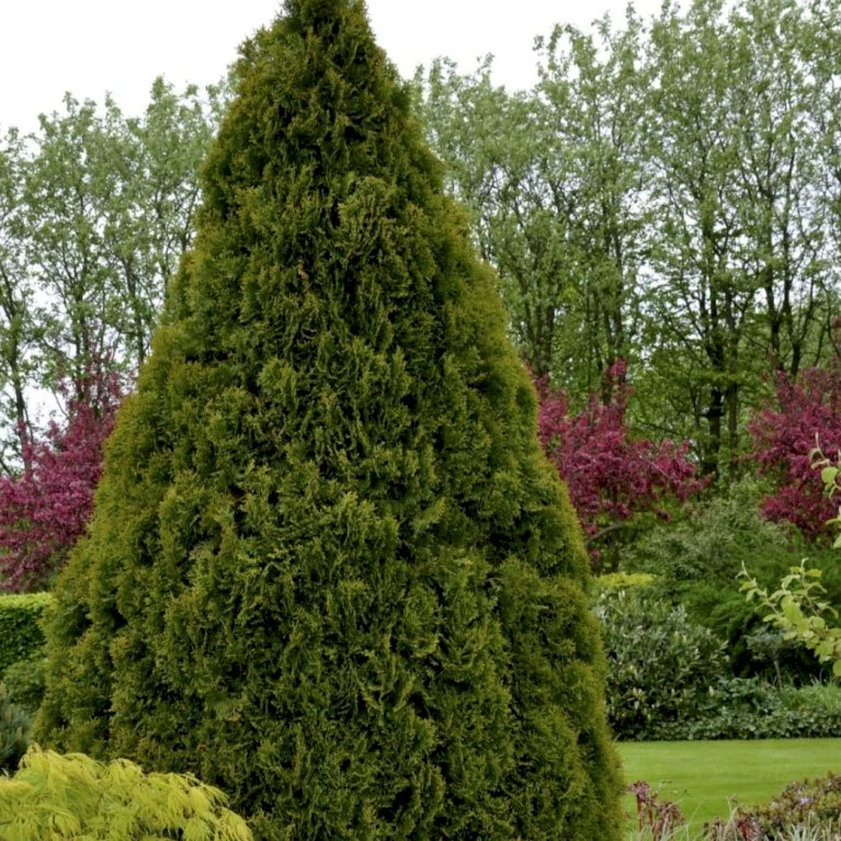 Hækthuja 'Holmstrup' Thuja Occidentalis 'Holmstrup' Med Klump,- 60-80 Cm. 3 Hækthuja 'Holmstrup' Thuja Occidentalis 'Holmstrup' Med Klump,- 60-80 Cm. - Billede 3