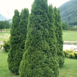 Hækthuja 'Holmstrup' Thuja Occidentalis 'Holmstrup' Med Klump,- 60-80 Cm. 12 Hækthuja 'Holmstrup' Thuja Occidentalis 'Holmstrup' Med Klump,- 60-80 Cm. -GrønGlæde Salgsbutik p2305 52855 thuja occidentalis holmstrup 182e