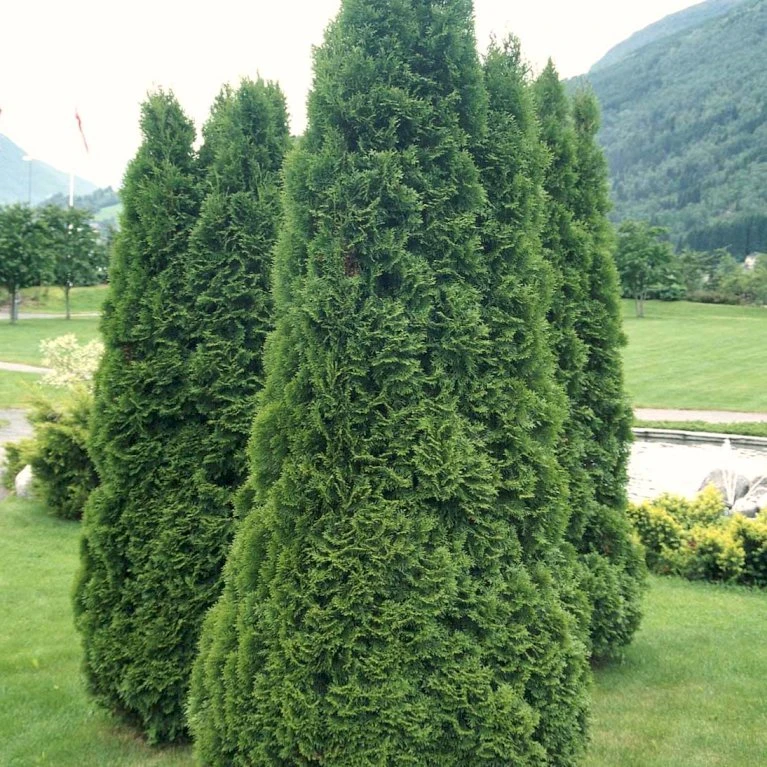 Hækthuja 'Holmstrup' Thuja Occidentalis 'Holmstrup' Med Klump,- 60-80 Cm. 5 Hækthuja 'Holmstrup' Thuja Occidentalis 'Holmstrup' Med Klump,- 60-80 Cm. - Billede 5