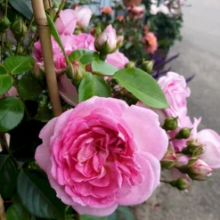'Jasmina'® Rosa X 'Jasmina'® (Slyngroser) A-Kvalitet,- Barrods Roser Min. 3 Grene -GrønGlæde Salgsbutik p23345 53589 rosa x jasmina slyngroser 5e28