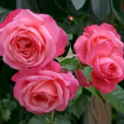 'Rosanna'® Rosa X 'Rosanna'® (Klatrerose) A-Kvalitet,- Barrods Roser Min. 3 Grene -GrønGlæde Salgsbutik p23348 53488 rosa x rosanna klatrerose 6f7d