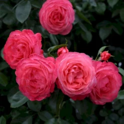 'Rosanna'® Rosa X 'Rosanna'® (Klatrerose) A-Kvalitet,- Barrods Roser Min. 3 Grene -GrønGlæde Salgsbutik p23348 53633 rosa x rosanna klatrerose c2c8