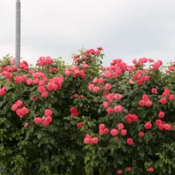 'Rosanna'® Rosa X 'Rosanna'® (Klatrerose) A-Kvalitet,- Barrods Roser Min. 3 Grene -GrønGlæde Salgsbutik p23348 53634 rosa x rosanna klatrerose b435