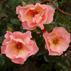 'Summer Wine'® Rosa X 'Summer Wine'® (Slyngrose) A-Kvalitet,- Barrods Roser Min. 3 Grene
