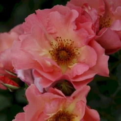 'Summer Wine'® Rosa X 'Summer Wine'® (Slyngrose) A-Kvalitet,- Barrods Roser Min. 3 Grene -GrønGlæde Salgsbutik p23349 53663 rosa x summer wine slyngrose a1c1