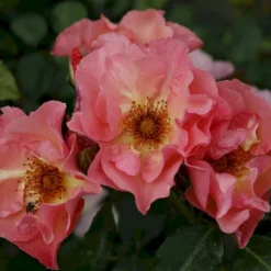 'Summer Wine'® Rosa X 'Summer Wine'® (Slyngrose) A-Kvalitet,- Barrods Roser Min. 3 Grene -GrønGlæde Salgsbutik p23349 53664 rosa x summer wine slyngrose b8e3