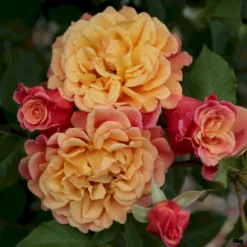 'Kordes Aloha'® Rosa X 'Kordes Aloha'® (Slyngrose) A-Kvalitet,- Barrods Roser Min. 3 Grene -GrønGlæde Salgsbutik p23382 53537 rosa x kordes aloha slyngrose 8297