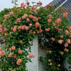 'Kordes Aloha'® Rosa X 'Kordes Aloha'® (Slyngrose) A-Kvalitet,- Barrods Roser Min. 3 Grene -GrønGlæde Salgsbutik p23382 53538 rosa x kordes aloha slyngrose 7837