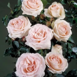 'Amie™ Renaissance'® Rosa X 'Amie™ Renaissance'® (Renaissancerose) A-Kvalitet,- Barrods Roser Min. 3 Grene -GrønGlæde Salgsbutik p23388 52094 rosa x amie renaissance renaissancerose abf2