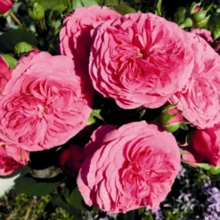 'Baronesse'® Rosa X 'Baronesse'® (Buketrose) A-Kvalitet,- Barrods Roser Min. 3 Grene -GrønGlæde Salgsbutik p23411 53964 rosa x baronesse buketrose 4e40