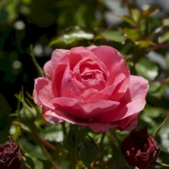 'Bernstorff'™ Rosa X 'Bernstorff'™ (Buketrose) A-Kvalitet,- Barrods Roser Min. 3 Grene -GrønGlæde Salgsbutik p23418 51764 rosa x bernstorff buketrose 85ff
