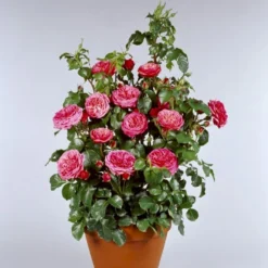 'Bernstorff'™ Rosa X 'Bernstorff'™ (Buketrose) A-Kvalitet,- Barrods Roser Min. 3 Grene -GrønGlæde Salgsbutik p23418 51765 rosa x bernstorff buketrose c27c