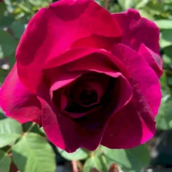 'Big Purple' Rosa X 'Big Purple' (Storblomstrende) A-Kvalitet,- Barrods Roser Min. 3 Grene -GrønGlæde Salgsbutik p23423 51216 rosa x big purple storblomstrende d68e