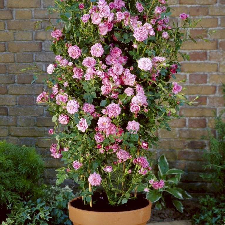 'Boogie-Woogie'™ Rosa X 'Boogie-Woogie'™ (Slyngrose) A-Kvalitet,- Barrods Roser Min. 3 Grene 1 'Boogie-Woogie'™ Rosa X 'Boogie-Woogie'™ (Slyngrose) A-Kvalitet,- Barrods Roser Min. 3 Grene