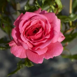 'Boogie-Woogie'™ Rosa X 'Boogie-Woogie'™ (Slyngrose) A-Kvalitet,- Barrods Roser Min. 3 Grene 9 'Boogie-Woogie'™ Rosa X 'Boogie-Woogie'™ (Slyngrose) A-Kvalitet,- Barrods Roser Min. 3 Grene -GrønGlæde Salgsbutik p23437 52211 rosa x boogie woogie slyngrose 6096