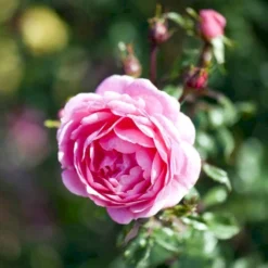 'Boogie-Woogie'™ Rosa X 'Boogie-Woogie'™ (Slyngrose) A-Kvalitet,- Barrods Roser Min. 3 Grene 10 'Boogie-Woogie'™ Rosa X 'Boogie-Woogie'™ (Slyngrose) A-Kvalitet,- Barrods Roser Min. 3 Grene -GrønGlæde Salgsbutik p23437 52212 rosa x boogie woogie slyngrose 1c0f