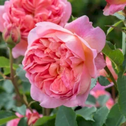 'Boscobel' Rosa X 'Boscobel' (Engelsk Rose) A-Kvalitet,- Barrods Roser Min. 3 Grene -GrønGlæde Salgsbutik p23445 52946 rosa x boscobel engelsk rose 8148