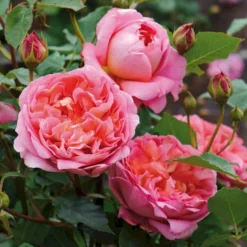 'Boscobel' Rosa X 'Boscobel' (Engelsk Rose) A-Kvalitet,- Barrods Roser Min. 3 Grene -GrønGlæde Salgsbutik p23445 52947 rosa x boscobel engelsk rose bafa