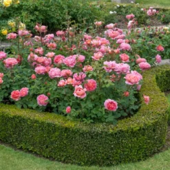 'Boscobel' Rosa X 'Boscobel' (Engelsk Rose) A-Kvalitet,- Barrods Roser Min. 3 Grene -GrønGlæde Salgsbutik p23445 52949 rosa x boscobel engelsk rose f433