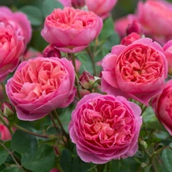 'Boscobel' Rosa X 'Boscobel' (Engelsk Rose) A-Kvalitet,- Barrods Roser Min. 3 Grene -GrønGlæde Salgsbutik p23445 52950 rosa x boscobel engelsk rose 44a2