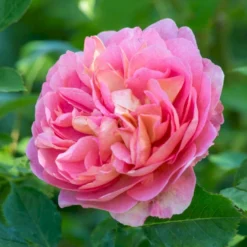 'Boscobel' Rosa X 'Boscobel' (Engelsk Rose) A-Kvalitet,- Barrods Roser Min. 3 Grene -GrønGlæde Salgsbutik p23445 52952 rosa x boscobel engelsk rose 4502