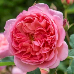 'Boscobel' Rosa X 'Boscobel' (Engelsk Rose) A-Kvalitet,- Barrods Roser Min. 3 Grene -GrønGlæde Salgsbutik p23445 52953 rosa x boscobel engelsk rose 6cb4