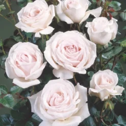 'Chloe™ Renaissance'® Rosa X 'Chloe™ Renaissance'® (Renaissancerose) A-Kvalitet,- Barrods Roser Min. 3 Grene