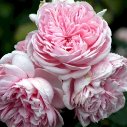 'Cinderella'® Rosa X 'Cinderella'® (Buketrose) A-Kvalitet,- Barrods Roser Min. 3 Grene -GrønGlæde Salgsbutik p23516 52337 rosa cinderella buketrose 3e5e