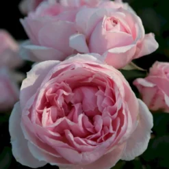 'Cinderella'® Rosa X 'Cinderella'® (Buketrose) A-Kvalitet,- Barrods Roser Min. 3 Grene -GrønGlæde Salgsbutik p23516 53557 rosa cinderella buketrose 59fd