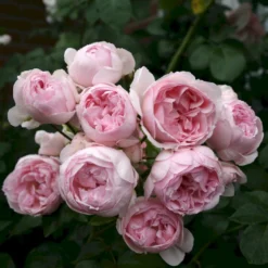 'Cinderella'® Rosa X 'Cinderella'® (Buketrose) A-Kvalitet,- Barrods Roser Min. 3 Grene -GrønGlæde Salgsbutik p23516 53558 rosa cinderella buketrose 85c6