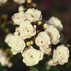 'Crystal Fairy' Rosa 'Crystal Fairy' Potte 2 Liter.