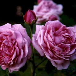 'Magna Charta' Rosa Remontant 'Magna Charta' (Remontantrose) A-Kvalitet,- Barrods Roser Min. 3 Grene -GrønGlæde Salgsbutik p2358 52454 rosa remontant magna charta remontantrose 84bb