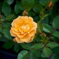 'Flaming Cover'® Rosa X 'Flaming Cover'® (Bunddækkerose) A-Kvalitet,- Barrods Roser Min. 3 Grene -GrønGlæde Salgsbutik p23637 51958 rosa x flaming cover bunddaekkerose be5c