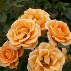 'Flaming Cover'® Rosa X 'Flaming Cover'® (Bunddækkerose) A-Kvalitet,- Barrods Roser Min. 3 Grene -GrønGlæde Salgsbutik p23637 51960 rosa x flaming cover bunddaekkerose 9d51