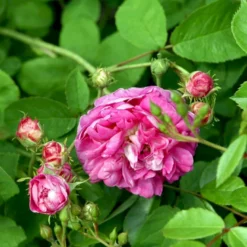'Aimable Amié' Rosa Gallica 'Aimable Amié' (Gallicarose) A-Kvalitet,- Barrods Roser Min. 3 Grene